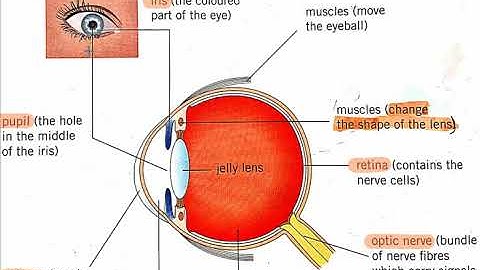 Science Class 6 Ch 2 Life and living things sense organs eyes