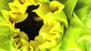 Timelapse of sunflower opening by Wild Nature and Travels 149 views 4 years ago 1 minute, 39 seconds