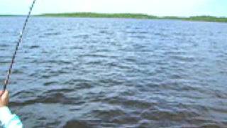 Shark fishing part II Flamingo screenshot 5