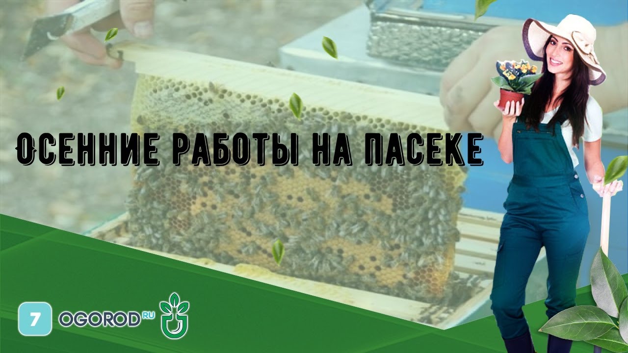 Осенние работы на пасеке - YouTube