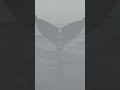 【Satori】消えていくものに、なぜ心は惹かれるのか？ #nature #なぜ生きる