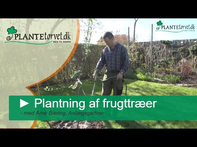 planter man Og hvornår planter man - Plantetorvet.dk