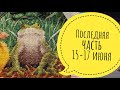 Последние крестики // мое освещение // 15-17 июня