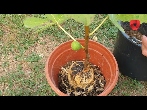 Video: Načini razmnožavanja biljaka: sjemenski i vegetativni