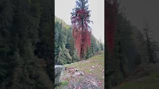 Surah Yunus Urdu translation #surahyunus #quranictranslation #quranshorts #motivation#nature#explore