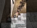 Granite Paver Installation Made Fast #PaverTools #Hardscape #Construction