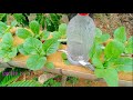 grow organic vegetables at home