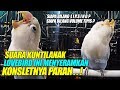 SIAPA BILANG LIPSING ? KONSLETNYA PARAH.. ! LOVEBIRD INI MENYERAMKAN SUARA KUNTILANAK | VOLUME KERAS