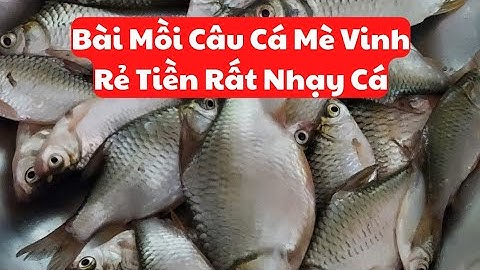 Chia sẻ bài mồi câu cá Mè Vinh bao nhạy,cách làm câu cá mè dinh sông #cauca #fishing