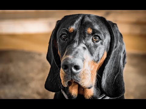 Wideo: Czy bawarskie psy gończe gubią się?