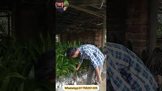 হাইব্রিড সুপারি চারা৷ shorts reels viral trending