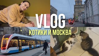 VLOG | Котокафе и прогулка по Москве