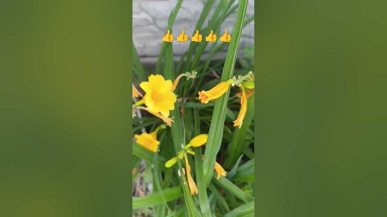 👍ТАК ПРОСТО!👍И ТАК КРАСИВО!#цветы #природа #запорожье - YouTube