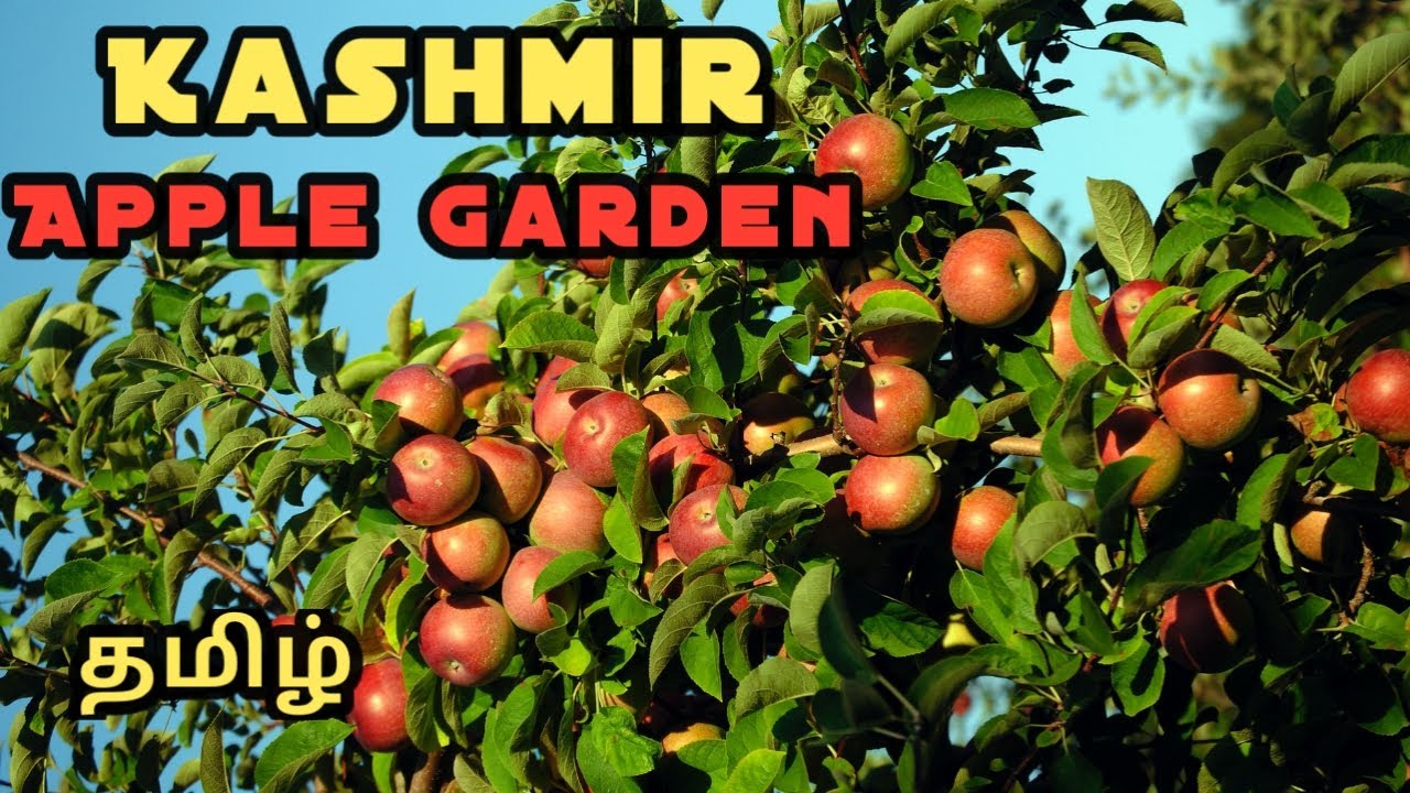 Apple Garden || Kashmir || Pahalgam || Tamil.