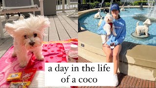 A DAY IN THE LIFE OF COCO
