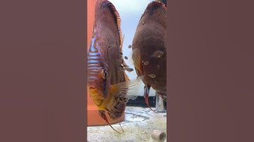 Cleaning day for our discus babies #discus #fish #aquarium #breeding #pair #fry #tank