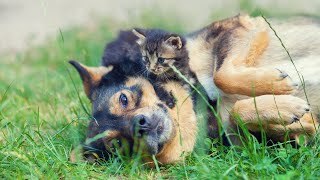 Healing Music for Dogs | Dog sleep music, Stress relief Separation Anxiety Relaxing Music