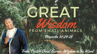 "Great Wisdom from Small Animals!" -Proverbs 30:24-28  (Wisdom in the Word Series)