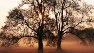 Video thumbnail of "Xavier Rudd - Gift Of The Trees"