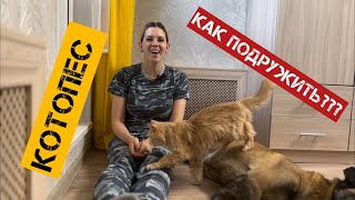 Как подружить кота и пса, кот и собака в одном доме, квартире, приучение￼