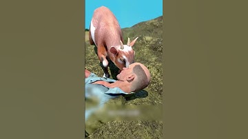 Buried In Manure And Saved By A Goat 😮