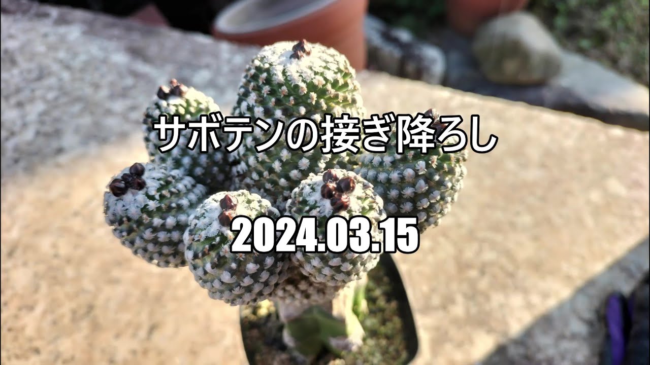 サボテンの接ぎ降ろし 2024 03 15 - YouTube