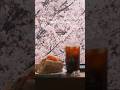 실시간 벚꽃 만개한 경의선숲길의 조용한 벚꽃뷰 카페 cherry blossom view cafe on the Gyeongui Line Forest