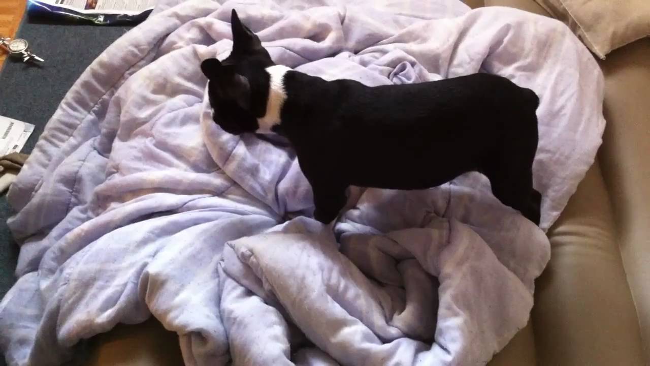 4 month boston terrier
