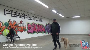 Sheffield: Lesson 2 - Heel Pt 2, Adding Verbal Heel Cue, Leg Movements To Cue Directional Changes