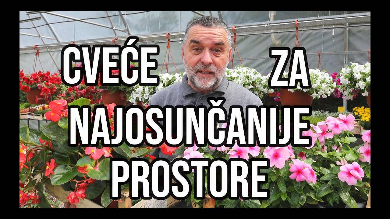 Cveće za najosunčanije prostore