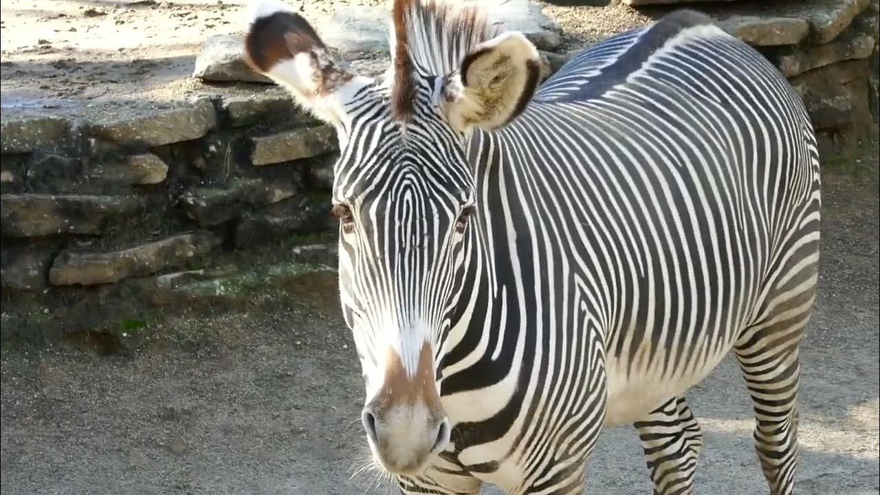 Grevy's Zebras LA Zoo Los Angeles California USA January 23, 2024 Conservation Animals Sun YouTube