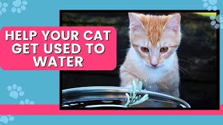 How to Get Your Cat Used to Water (Easy Solutions)
