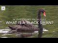 What is a Black Swan? | Allthegoodies Knowledge