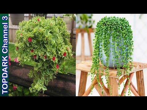 Video: Hermosas Plantas Ornamentales Cambian El Rostro De La Ciudad