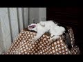 #106 猫用こたつ - A kotatsu for cats -