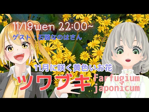 【モカイギ】ツワブキについて語ろう ゲスト：石蕗なのはさん ／花白もか【Vtuber】