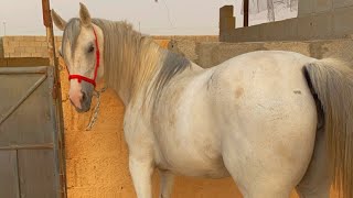 تغذيه الخيل وتحصيناتها وكيف نحميها من الامراض. (How do we protect horses from diseases )