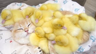 The kitten like mother of ducklings,the daily life of the ducklings and the kitten