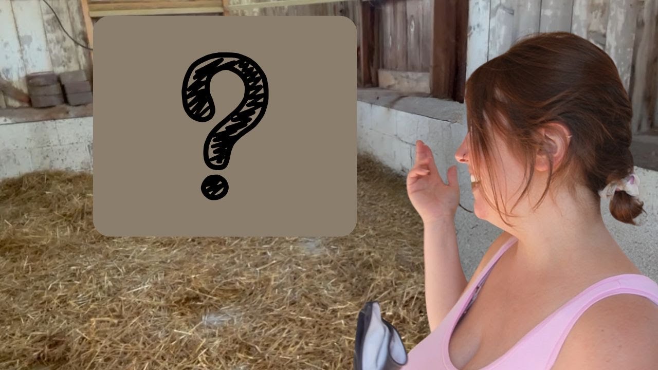 Первые *НЕОЖИДАННЫЕ* животные на нашей новой ферме