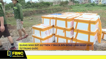 QUẢNG NINH BẮT GIỮ TRÊN 1 TẤN CÁ ĐỐI ĐÔNG LẠNH NHẬP LẬU TỪ TRUNG QUỐC | FBNC