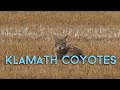 Klamath Basin Coyotes Oregon