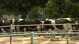 Farmers face tough times ahead as Fonterra cuts milk price forecast
