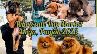 Wholesale Puppy Market in Punjab, Moga || January 2023 || Recent Puppy prices with Breeder's details