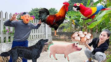 Changcady cho gà ăn và thu hoạch trứng gà, gặp phải tên trộm trứng và gà con - Part 326