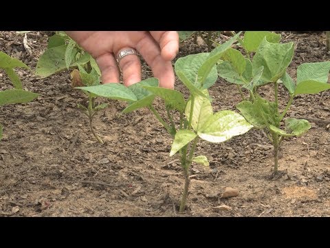 ვიდეო: My Bean Plant Has Sunscald - ბაღში ლობიოზე მზის ნამწვის მკურნალობა