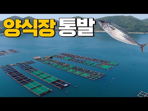 [통발]<strong>양식장에서</strong> 고등어미끼를 넣으면...? 수심20m에 살고있는...?