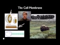 Cell Membrane Function and Structure Through the Muskox Analogy
