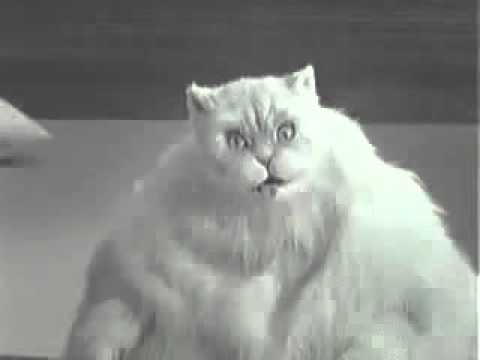  Fat  Cat  Dancing To Very  Random Music YouTube