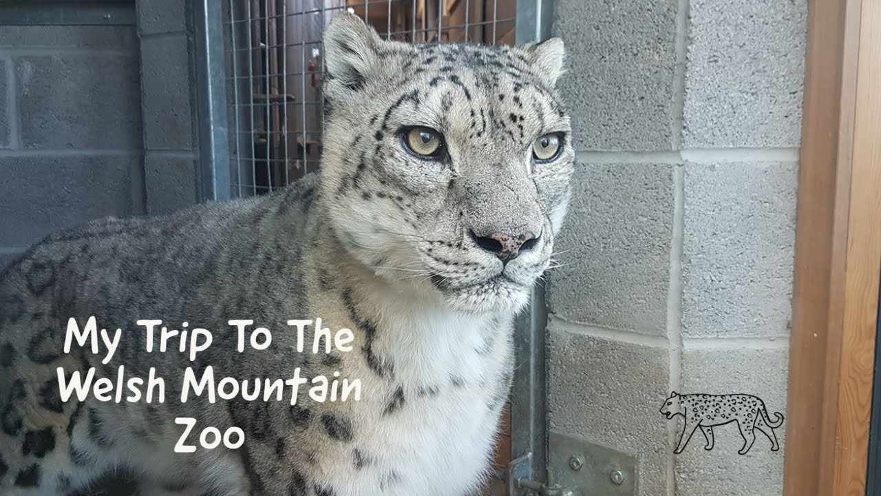 My trip To The Welsh Mountain Zoo