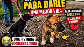 Fui por una para esterilizar y encontramos una cachorrita abandonada llena de pulgas y mosquitos 